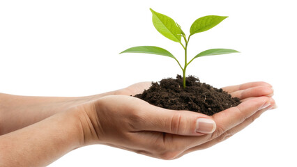 Hands holding a small plant growing from soil isolated on transparent background