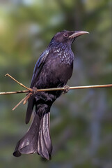 perched gracefully on a branch, displaying its glossy black plumage, distinctive crested head, and elegant forked tail. Known for its agile flight and mimicry skills