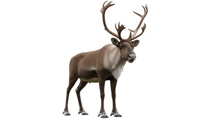 Fototapeta premium Isolated Reindeer Caribou Standing Tall with Large Antlers Graceful Majestic Creature
