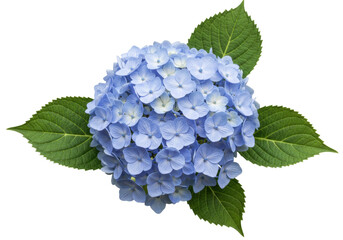Isolated Blue Hydrangea flower with leaves, lush flower head, beautiful nature blossom