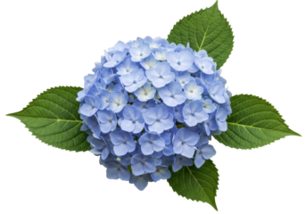 Isolated Blue Hydrangea flower with leaves, lush flower head, beautiful nature blossom