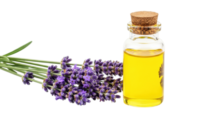 Isolated lavender essence bottle with cork stopper, beside a bunch of fresh lavender stems
