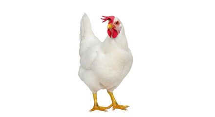 Isolated White Chicken, Leghorn Breed, Poultry Farming, Animal Agriculture, Bird Farming