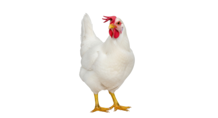 Isolated White Chicken, Leghorn Breed, Poultry Farming, Animal Agriculture, Bird Farming