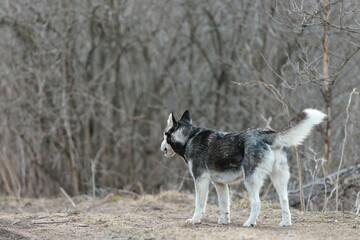 A gray and white Husky stands on a dirt path, looking to the left, with a background of bare trees in a forest during the daytime