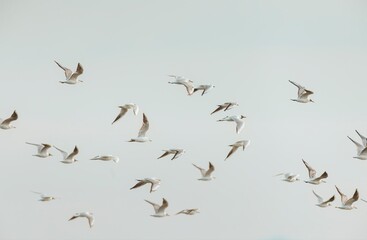 Many seagulls with white feathers and brown wings are flying together in the sky. The birds are soaring in different directions under a bright, overcast sky