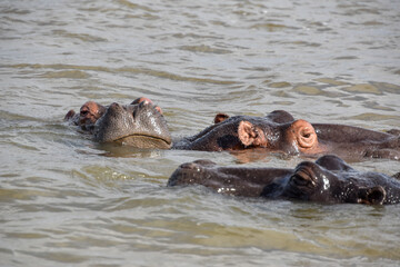 Three hippos bathing in the river