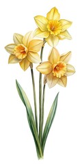 Fototapeta premium Watercolor Painting of Three Yellow Daffodils with Green Leaves on White Background