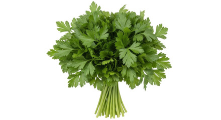 Isolated bunch of fresh organic curly parsley from the garden ready for cooking food dishes