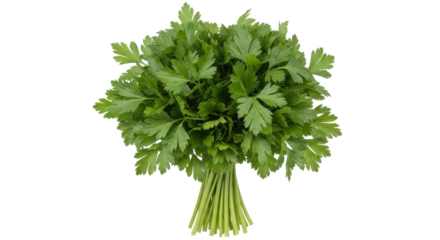Isolated bunch of fresh organic curly parsley from the garden ready for cooking food dishes