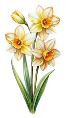 Fototapeta premium Watercolor daffodils bouquet, springtime floral arrangement in soft hues of yellow