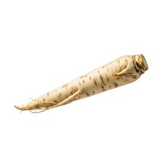 Raw Chicory Root Isolated on White Background, Natural Source of Prebiotic Fiber and Inulin for Gut Health
