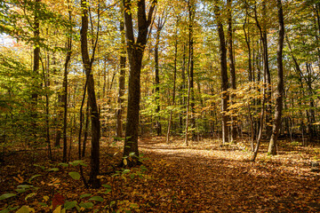 Golden autumn forest with a sunlit trail covered in fallen leaves. Warm natural light highlights the colors of fall in a peaceful woodland landscape.
