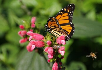 Closeup of a Monarch butterfly rests on the vibrant pink flowers of Bolivian Sage, with scientific...