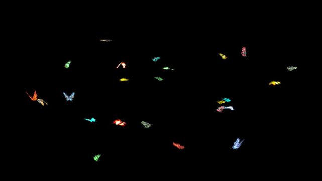 Beautiful Colored Butterflies Flying in the frame. Seamless loop with Alpha Channel.