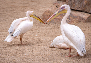 Great White Pelicans / Eastern white Pelicans (Pelecanus onocrotalus)