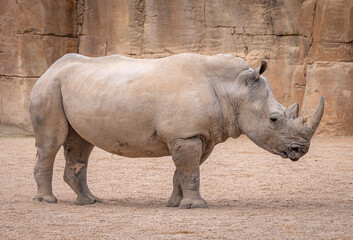 Obraz premium Southern White Rhinoceros (Ceratotherium simum simum)