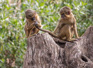 Northern Dwarf Guenon / Northern Talapoin (Miopithecus ogouensis)