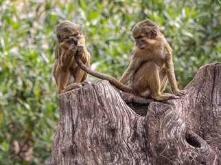 Pair of Northern Dwarf Guenon / Northern Talapoin (Miopithecus ogouensis)