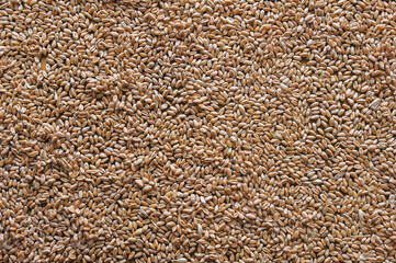 Dry wheat grains close-up. Natural background. Texture of seeds, top view.