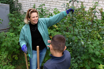 A boy tastes raspberries while working in the garden with his mother.