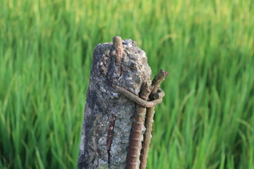 Rusty Iron and Concrete Post in Green Field