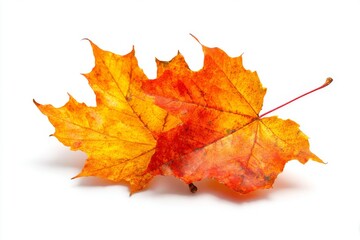 Fototapeta premium Autumn maple leaves isolated on white background