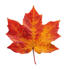 Obraz premium PNG Vibrant autumn maple leaf photograph.