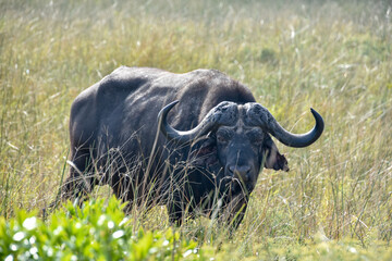 Lonely buffalo in Hluhluwe game reserve