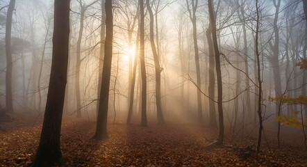 Obraz premium Misty Forest Morning with Sunlight Rays through Trees