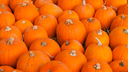 Autumn pumpkins resting on rustic soil with cozy background.