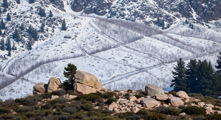 hunter in the forest