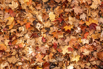 Close-up of colorful fallen maple leaves forming a natural autumn texture. Shades of yellow, orange, and brown create a warm seasonal background.