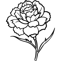 Carnation on white background