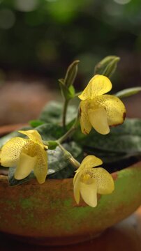 The species orchids is Paphiopedilum at lnursery in Thailand, Natural background with beautiful Paphiopedilum concolor. Selective focus and free space for text. Activities and garden in holiday.
