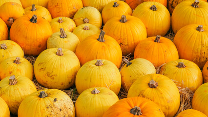Ripe pumpkins spread on autumn farm ground with soft light.