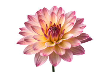 a close-up single dahlia flower with a striking color transition.