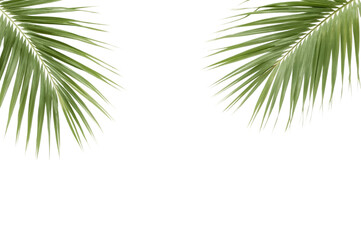 Naklejka premium Palm Fronds: Fresh, vibrant palm fronds displayed against a crisp backdrop, exuding a sense of freshness and evoking tropical imagery.
