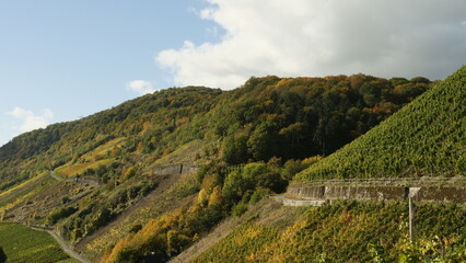 Weinberge bei Kesten an der Mosel