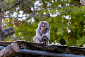 休むアカゲザル