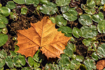 Maple Leaf on Water Lily Pads in Pond