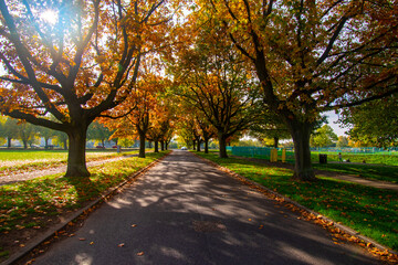 Naklejka premium Trees in autumn color on the Meadows Recreation Ground near the river Trent in Nottingham, UK.