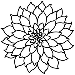 Chrysanthemum on white background