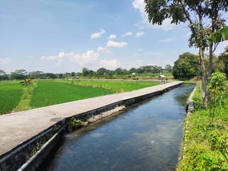 The atmosphere of the countryside on a sunny day in Indonesia, with a road beside a clean and fresh river or irrigation canal, and lush green rice fields.