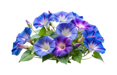 Beautiful arrangement of blue and purple morning glory flowers with green leaves