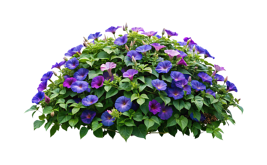 Abundant morning glory bush overflowing with vibrant purple and pink blossoms