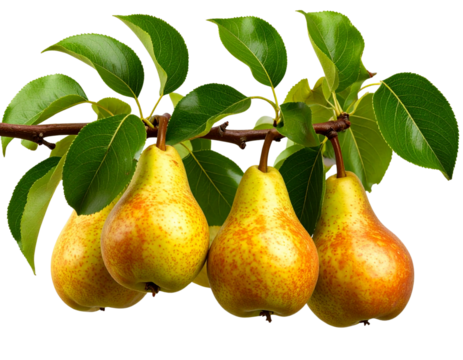  Pear Tree Branch with Ripe Fruits and Leaves, Side Angle, Transparent Background