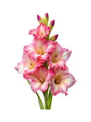 Obraz premium Beautiful gladiolus flower arrangement with pink petals and fresh green stems