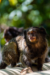 Sagui do Brasil