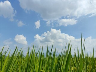 Fototapeta premium green grass and sky